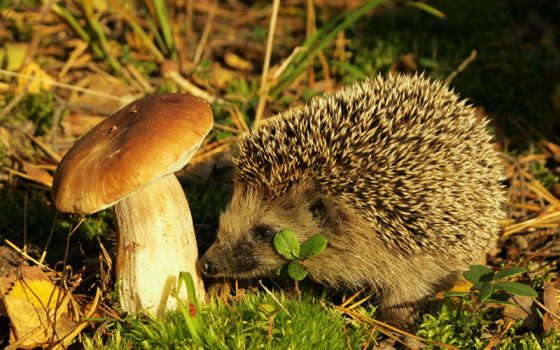 «Як гриби зберігають баланс природи?»- розʼяснюють екологи «фото»