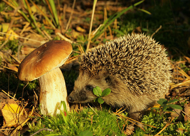 «Як гриби зберігають баланс природи?»- розʼяснюють екологи usionline.com «Як гриби зберігають баланс природи?»- розʼяснюють екологи «фото»