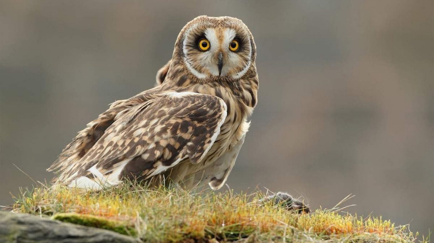 На Одещині засняли рідкісну болотяну сову usionline.com На Одещині засняли рідкісну болотяну сову «фото»