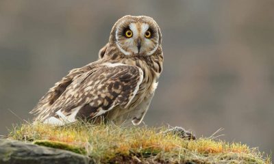 На Одещині засняли рідкісну болотяну сову «фото»