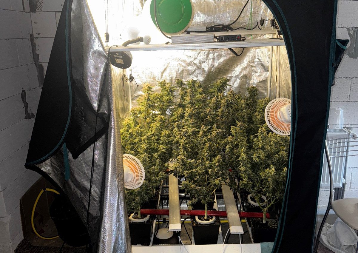 В Одеському районі чоловік облаштував «домашню лабораторію» для вирощування конопель (фото) usionline.com В Одеському районі чоловік облаштував «домашню лабораторію» для вирощування конопель (фото) «фото»