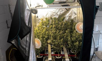 В Одеському районі чоловік облаштував «домашню лабораторію» для вирощування конопель (фото) «фото»