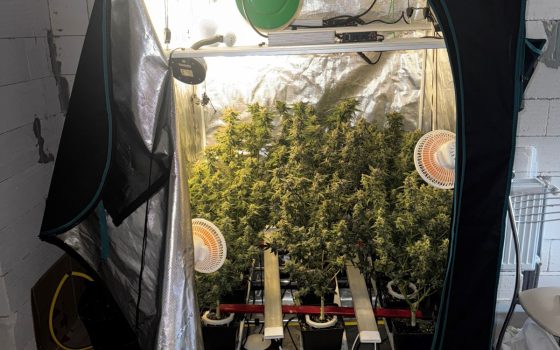 В Одеському районі чоловік облаштував «домашню лабораторію» для вирощування конопель (фото) «фото»