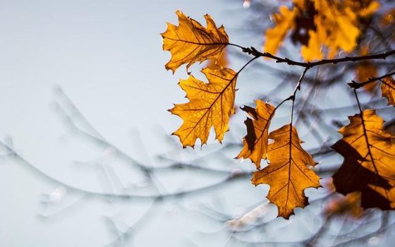 Примхливий листопад: на Одещину йде похолодання «фото»