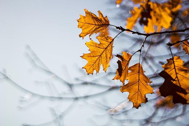 Примхливий листопад: на Одещину йде похолодання «фото»