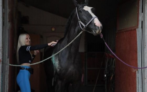 Кобила на прізвисько Сігма, яка постраждала під час російської атаки, майже повністю відновилася (відео) «фото»