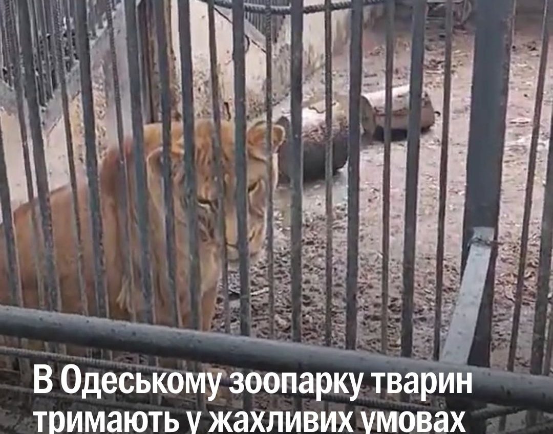 UAnimals поскаржилися на Одеський зоопарк щодо жорстокого поводження з тваринами «фото»