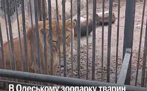 UAnimals поскаржилися на Одеський зоопарк щодо жорстокого поводження з тваринами «фото»