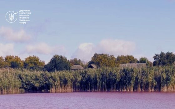 Небезпечна краса: на Одещині у ставку зафіксували серйозне забруднення  «фото»