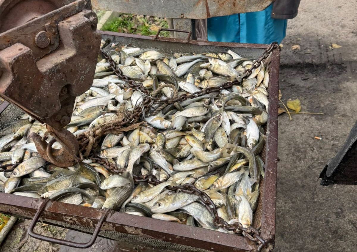 Озеро Кагул на Одещині поповнилося понад півмільйоном молоді риби (фото) «фото»