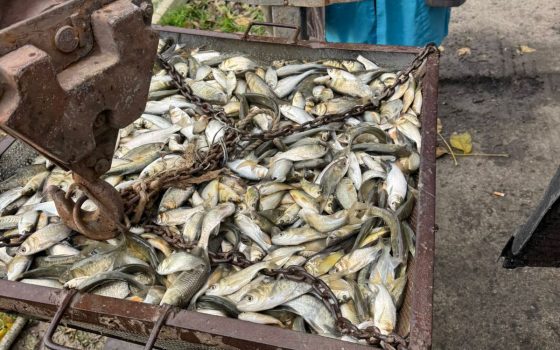 Озеро Кагул на Одещині поповнилося понад півмільйоном молоді риби (фото) «фото»