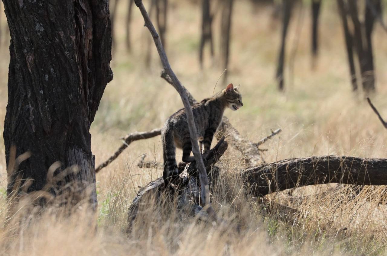Червонокнижного кота лісового зафільмували у Тарутинському степу «фото»