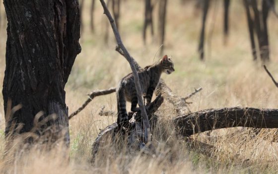 Червонокнижного кота лісового зафільмували у Тарутинському степу «фото»