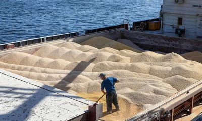 Україна експортує до Єгипту більше пшениці «фото»