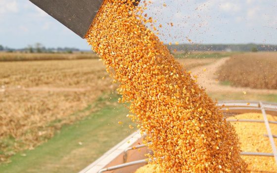 До портів Великої Одеси прямує більше вагонів з зерном – Укрзалізниця «фото»