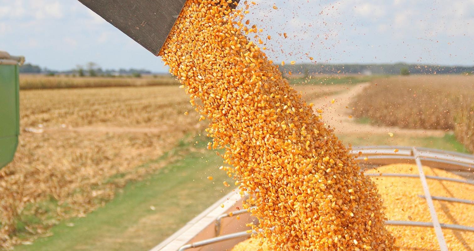 До портів Великої Одеси прямує більше вагонів з зерном – Укрзалізниця «фото»