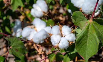 На Одещині досліджують нові сорти бавовнику «фото»