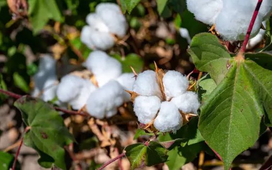 На Одещині досліджують нові сорти бавовнику «фото»