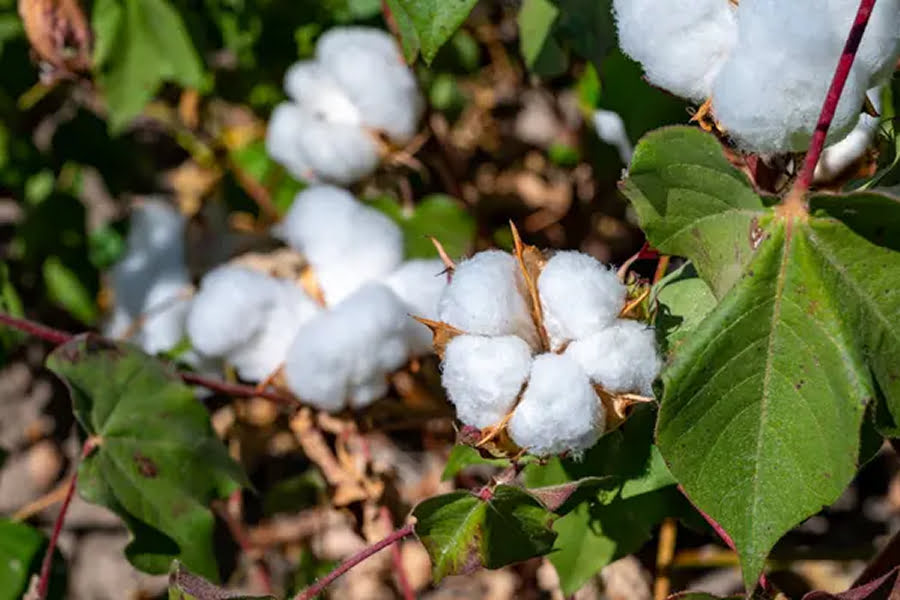 На Одещині досліджують нові сорти бавовнику «фото»