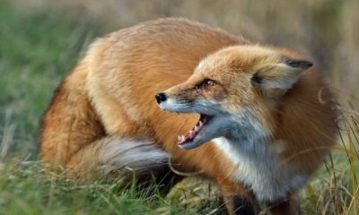 Сказ та війна: у Болградському районі відстрілюватимуть тварин «фото»