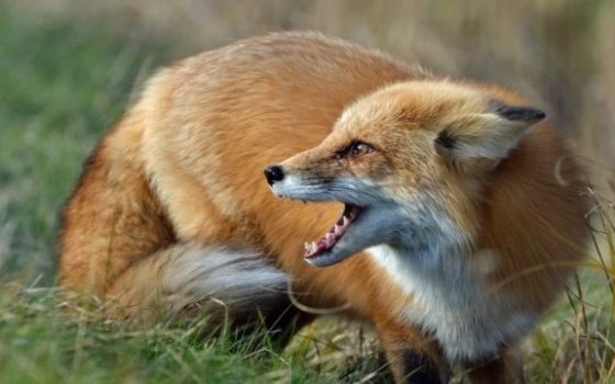 Сказ та війна: у Болградському районі відстрілюватимуть тварин «фото»