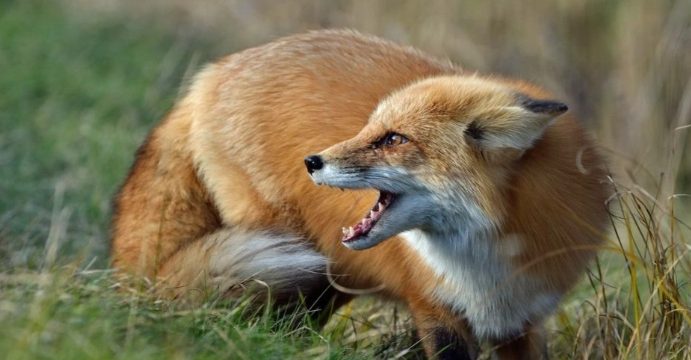 Сказ та війна: у Болградському районі відстрілюватимуть тварин «фото»