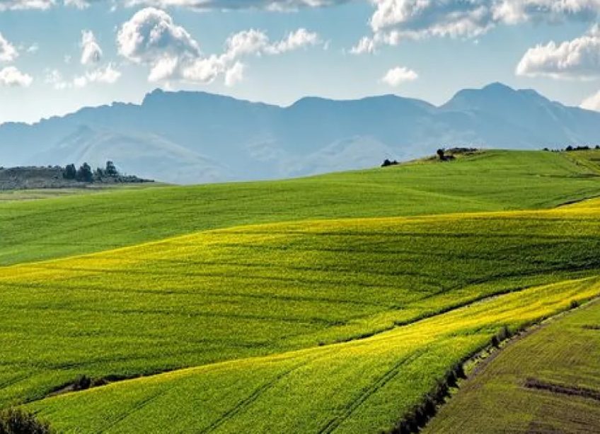 Державні сільгоспземлі: в Україні вводять новий порядок їх використання «фото»