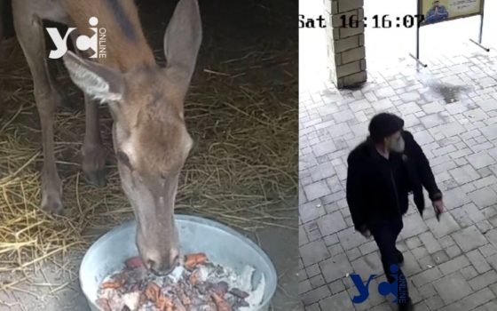 «Диверсія проти олениці»: в Одеському зоопарку розгорівся скандал (фото) «фото»