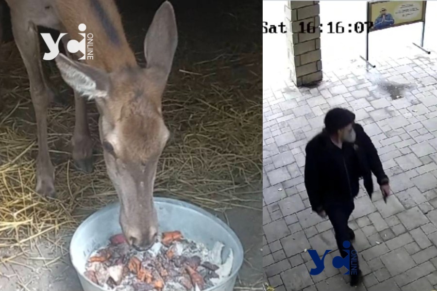 «Диверсія проти олениці»: в Одеському зоопарку розгорівся скандал (фото) «фото»