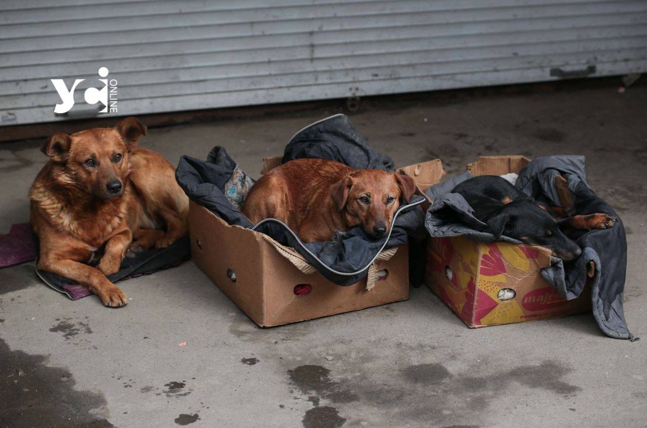 В Одесі на безпритульних тварин з бюджету виділили 68,5 мільйонів гривень «фото»