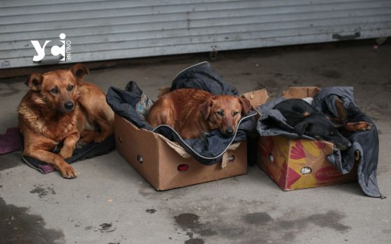 В Одесі на безпритульних тварин з бюджету виділили 68,5 мільйонів гривень «фото»