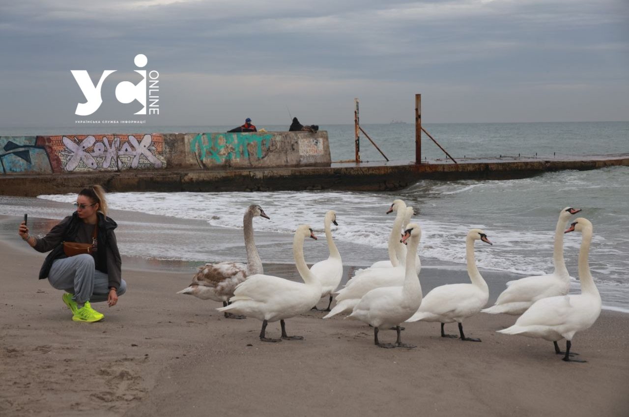 Ланжерон заполонили лебеді неймовірної краси (фоторепортаж) «фото»