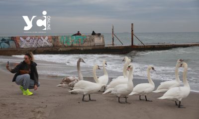 Ланжерон заполонили лебеді неймовірної краси (фоторепортаж) «фото»