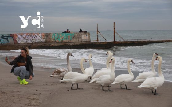 Ланжерон заполонили лебеді неймовірної краси (фоторепортаж) «фото»