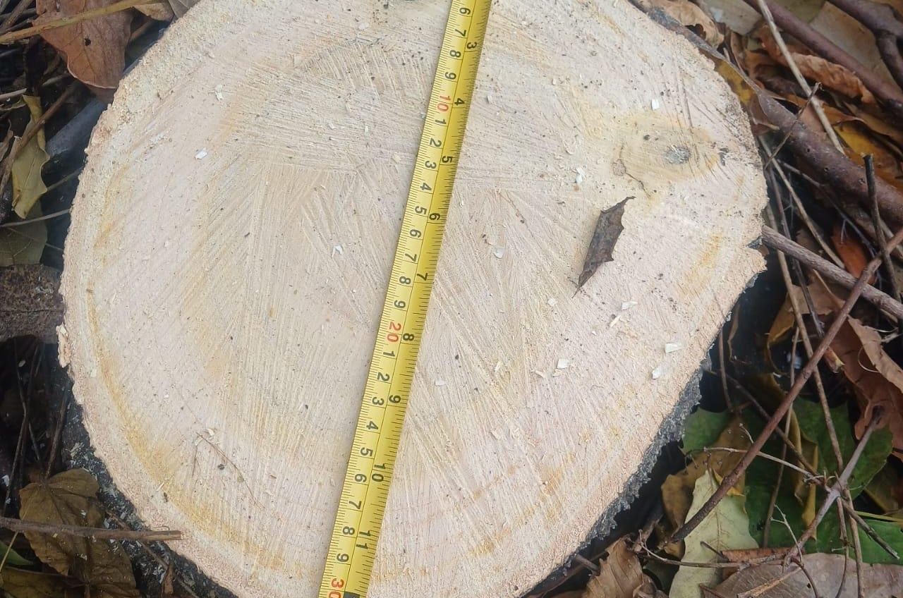 В Одесі виявили незаконну вирубку дерев (фото) «фото»