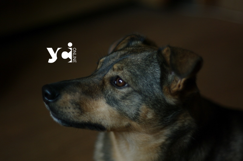 В Ізмаїльському районі безоплатно стерелізують собак «фото»