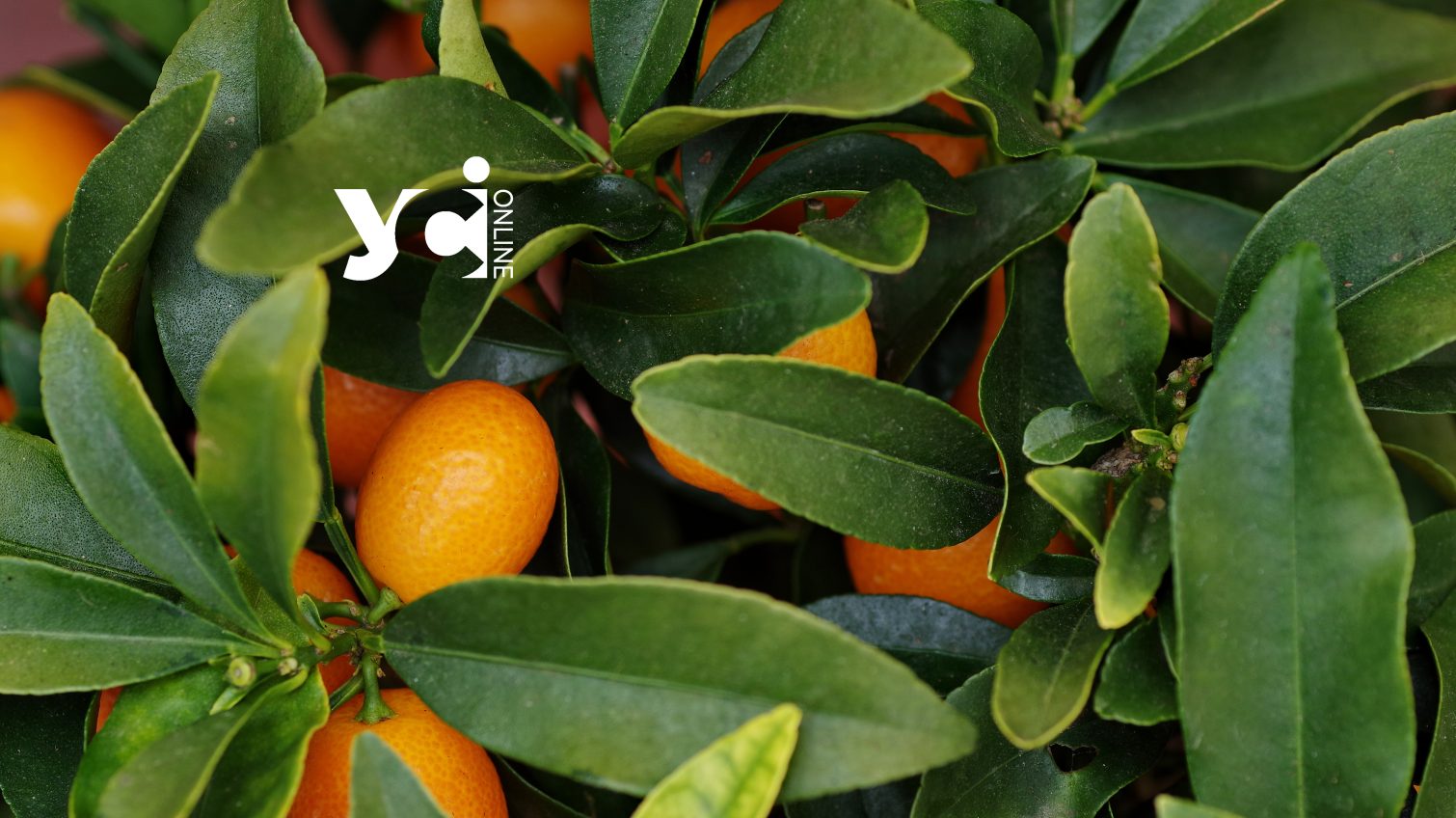 В Одеському ботанічному саду відкрили «лимонарій» (відео) «фото»