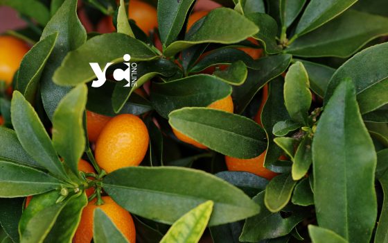 В Одеському ботанічному саду відкрили «лимонарій» (відео) «фото»