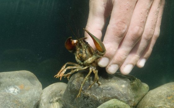 На Одещині з 1 грудня до кінця червня вводять заборону на вилов раків «фото»
