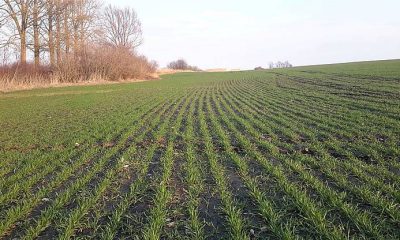 Українські аграрії засіяли понад 4,7 гектари озимини «фото»