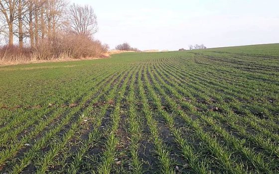 Українські аграрії засіяли понад 4,7 гектари озимини «фото»