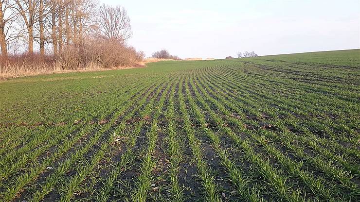 Українські аграрії засіяли понад 4,7 гектари озимини «фото»