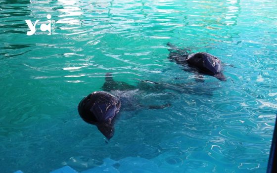 В Одесі заарештували будівлю дельфінарію «Немо» «фото»