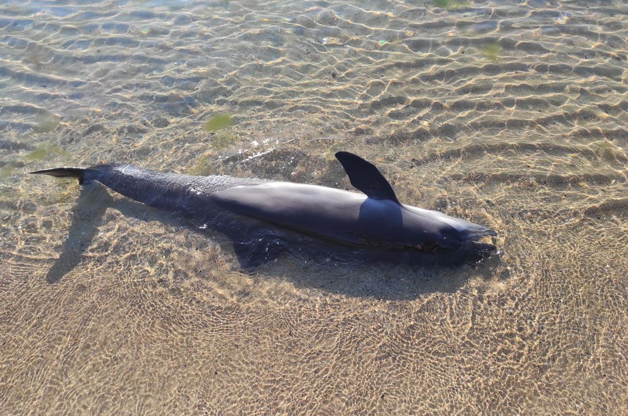 Кризовий план для Чорного моря: ACCOBAMS вимагає рятувати дельфінів, не чекаючи кінця війни «фото»
