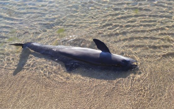 Кризовий план для Чорного моря: ACCOBAMS вимагає рятувати дельфінів, не чекаючи кінця війни «фото»