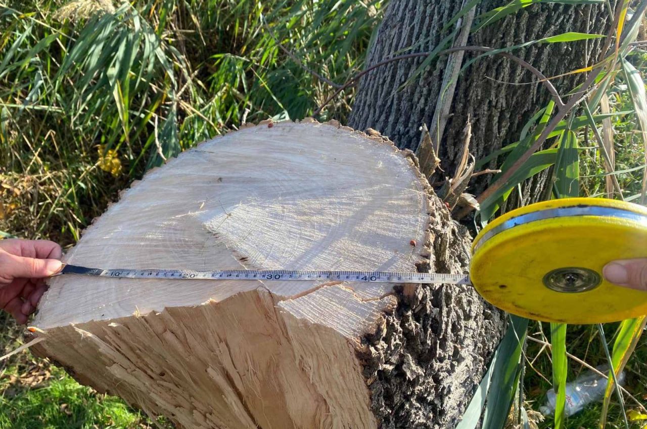 На Одещині ділки нарубали дерев на 100 тисяч гривень «фото»