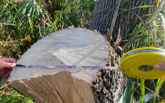 На Одещині ділки нарубали дерев на 100 тисяч гривень «фото»