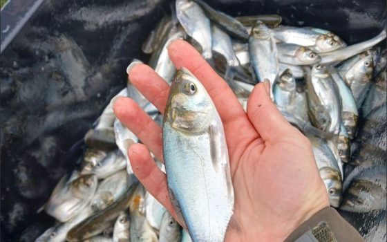 На Одещині масштабно зарибили озеро (фото) «фото»