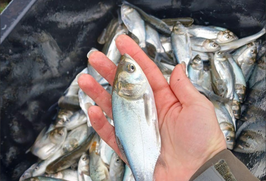 На Одещині масштабно зарибили озеро (фото) «фото»