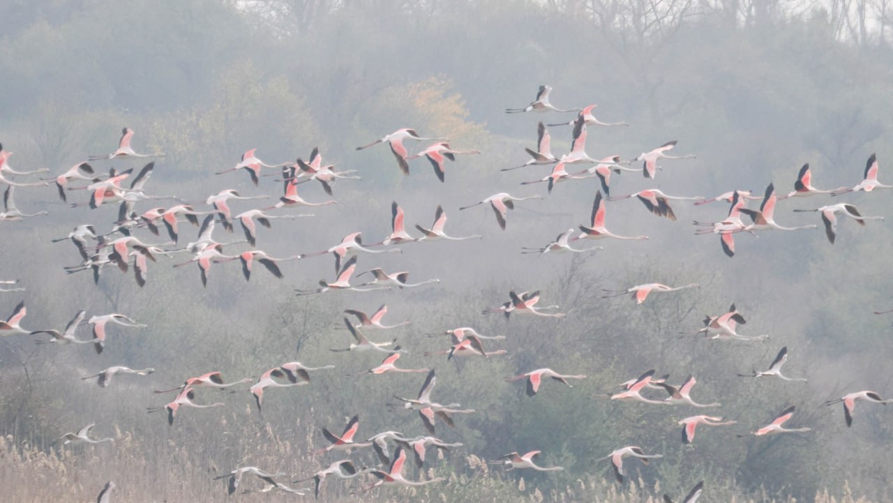 Рожева фламінго з Одещини відпочиває на болгарському курорті «фото»
